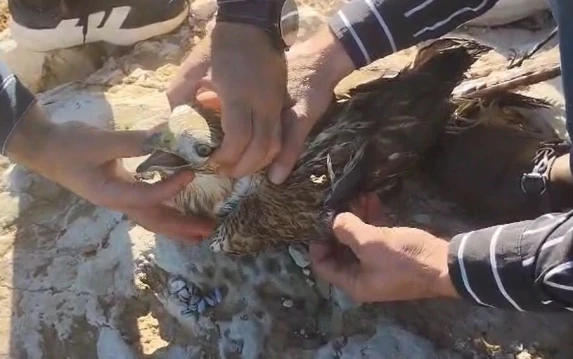 Şanlıurfa’da Yaralı Kızıl Şahin Jandarmaya Teslim Edildi