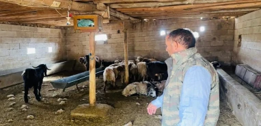 Şanlıurfa'da başıboş köpek dehşeti: 5 koyun telef oldu