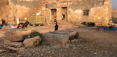 Şanlıurfa'da sırtlanlar tavuk ve horozları çaldı