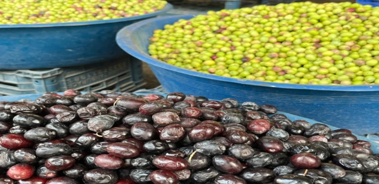 Şanlıurfa’da Zeytin Sezonu Sürüyor