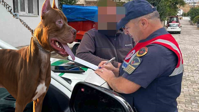 Pitbull besledi 16 bin lira ceza yedi
