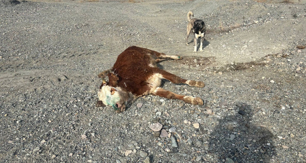 Tehlikeli sorumsuzluk: Şaplı hayvanlar meraya atıldı