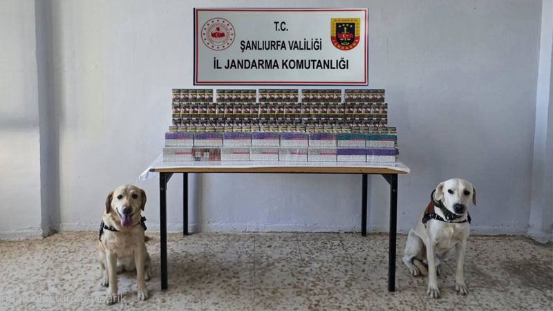 Şanlıurfa’da Jandarmadan Kaçak Sigara Operasyonu