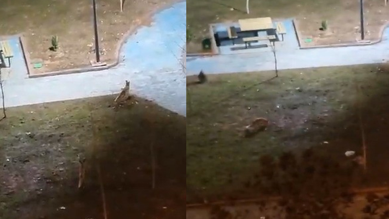 Karaköprü’de Şehir Merkezine İnen Tilkiler Kamerada