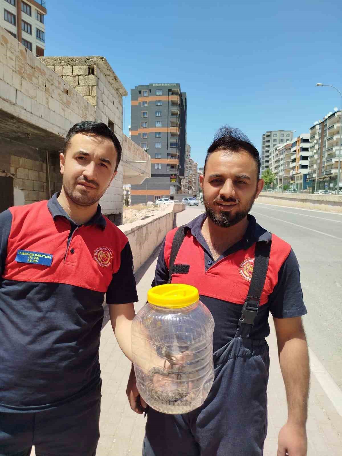 Şanlıurfa'da yılan operasyonu!