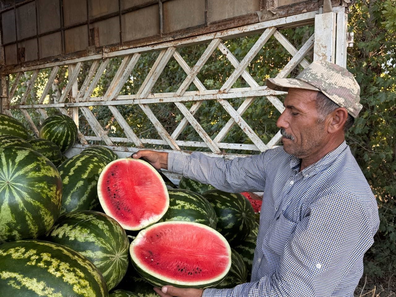 Şanlıurfa’da yerli karpuzun ilk hasadı buruk başladı