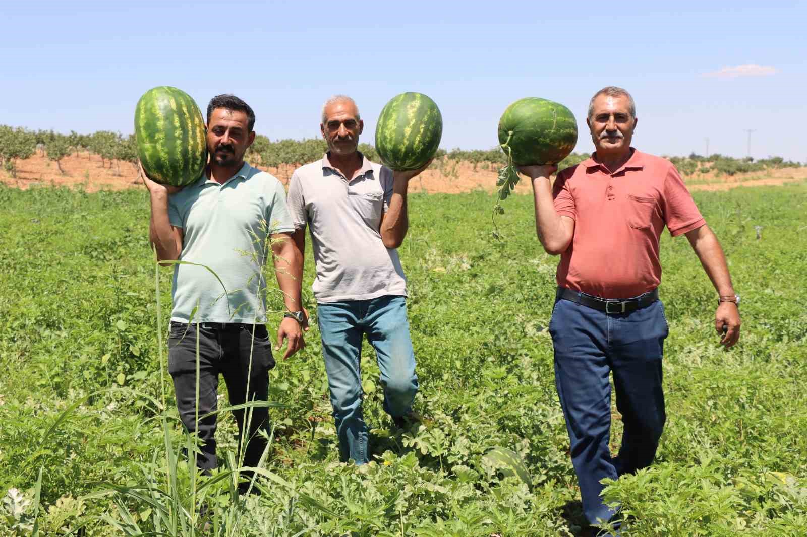 Türkiye’nin en lezzetli karpuzlarından biri Şanlıurfa’da yetişiyor