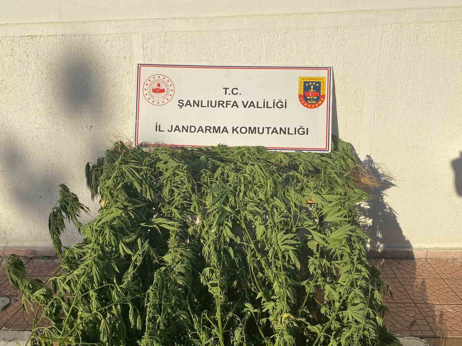 Şanlıurfa Jandarmadan uyuşturucu operasyonu