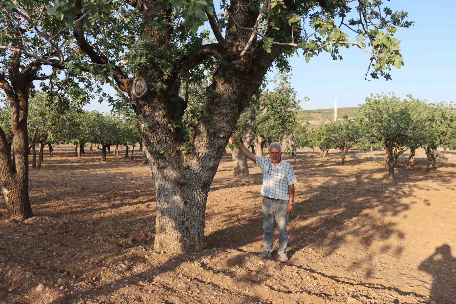 Şanlıurfa'da yüzlerce yıllık fıstık ağaçları tehlike altında