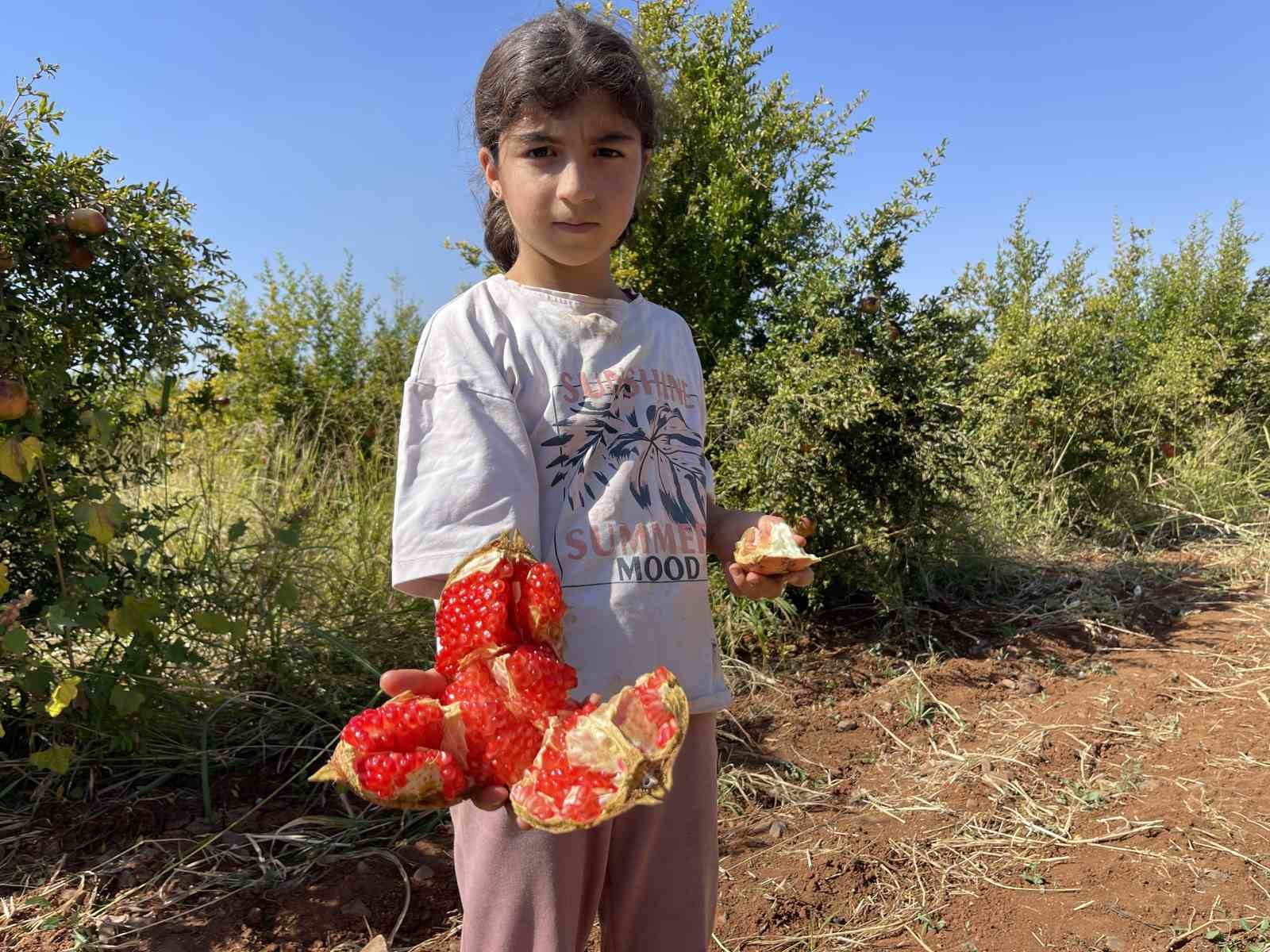 Suruç’ta AB Tescilli Narın Hasadı Başladı