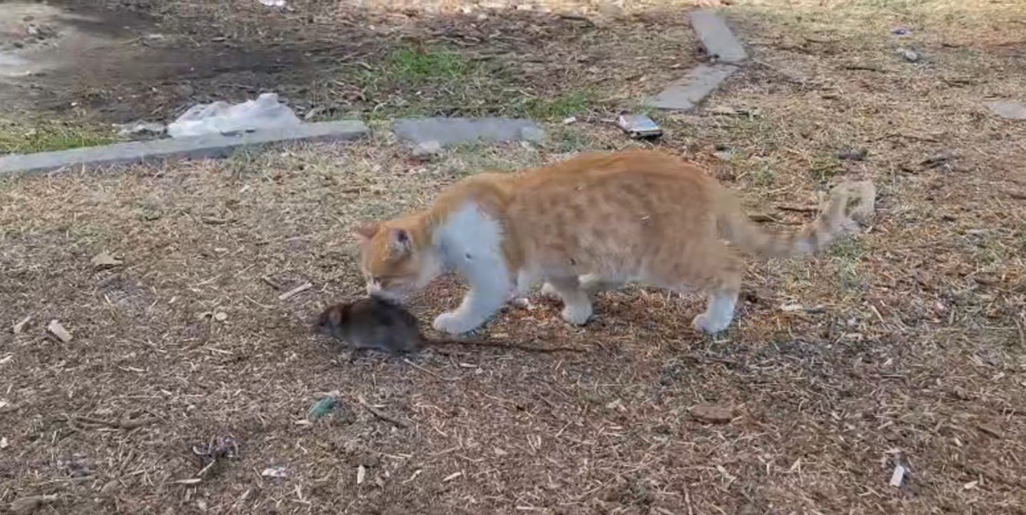 Şanlıurfa'da kedi ile farenin dostluğu şaşırttı