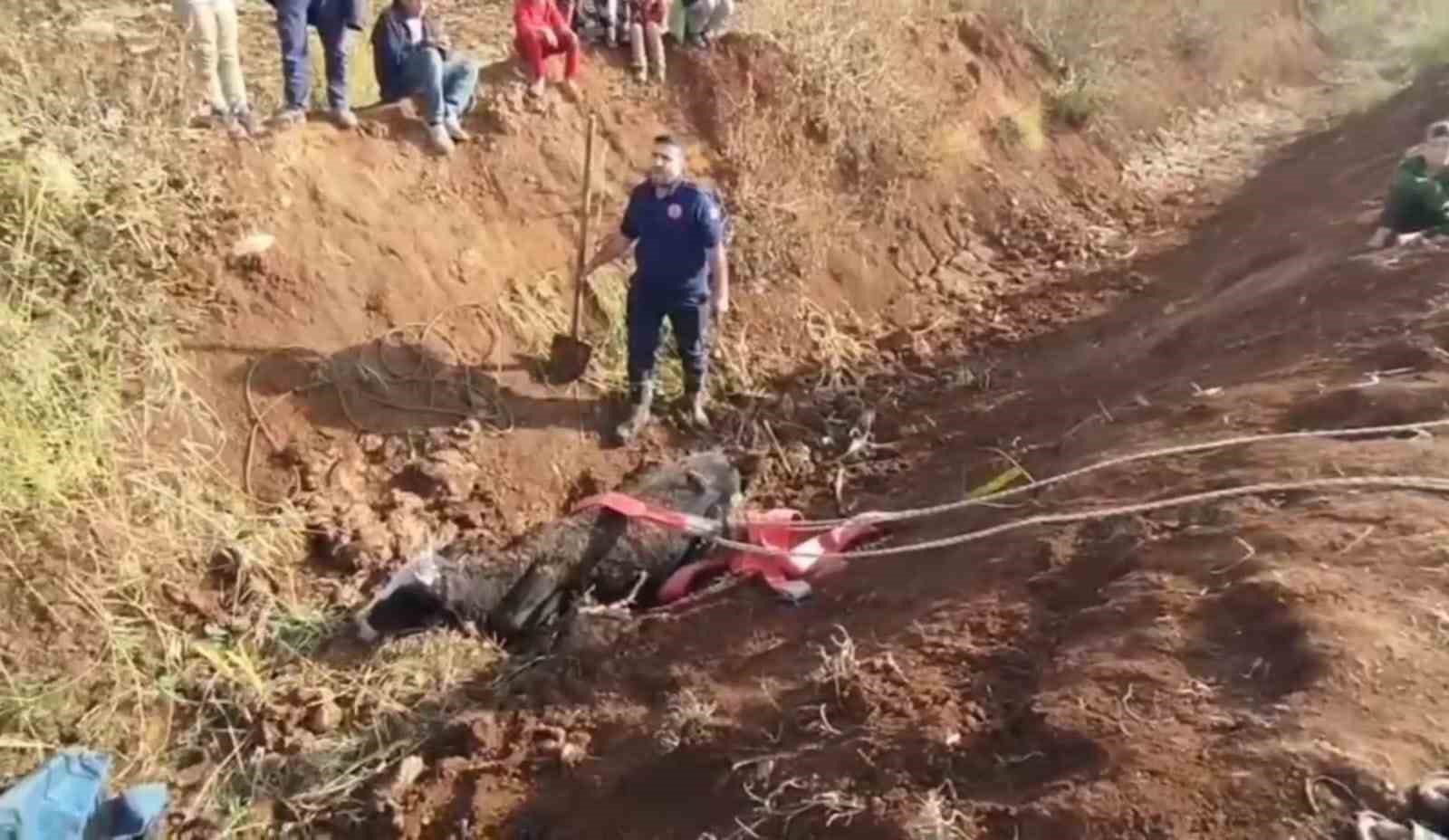 Şanlıurfa’da tahliye kanalına düşen inek kurtarıldı