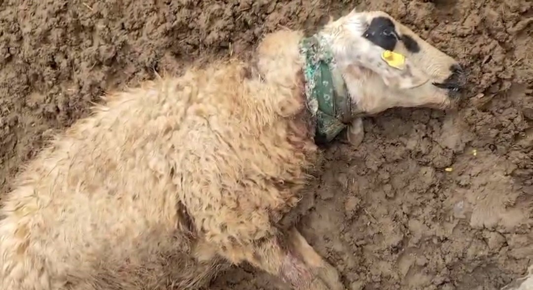 Şanlıurfa kırsalında kurt saldırısı: Sürüde büyük kayıp