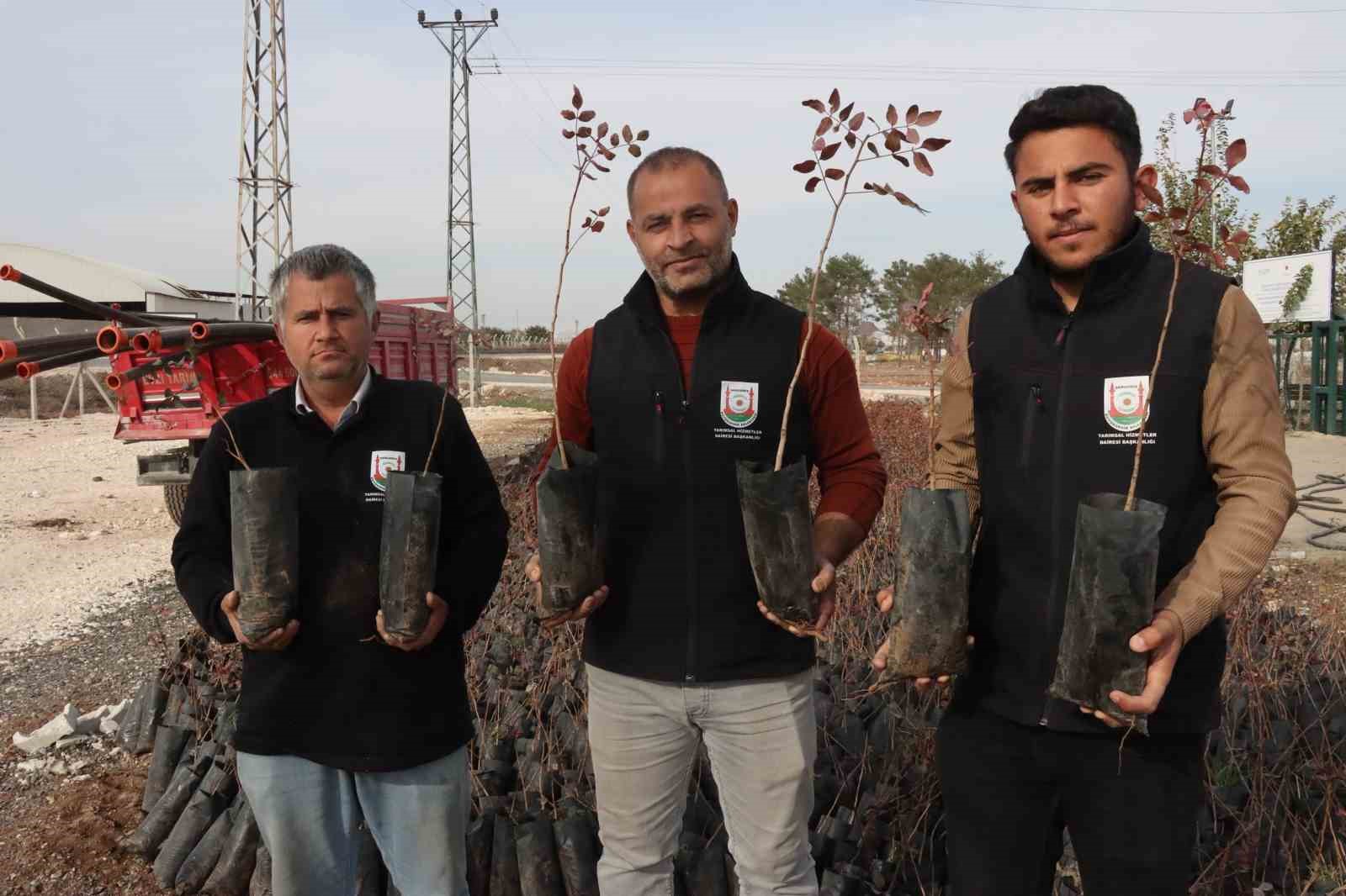 Büyükşehir’den çiftçilere 35 bin fıstık fidanı desteği