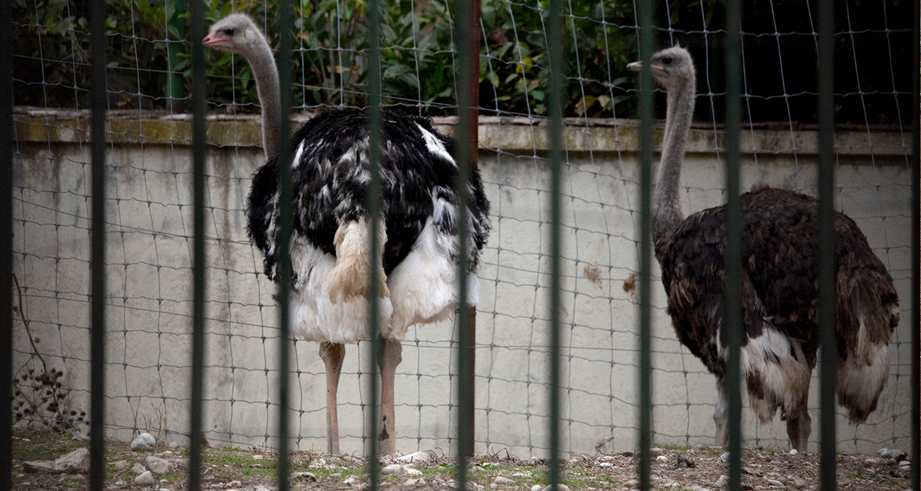 Avrupa'da kuş gribi alarmı!
