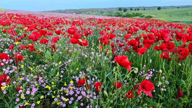 Kır çiçekleri baharın renklerini sunuyor