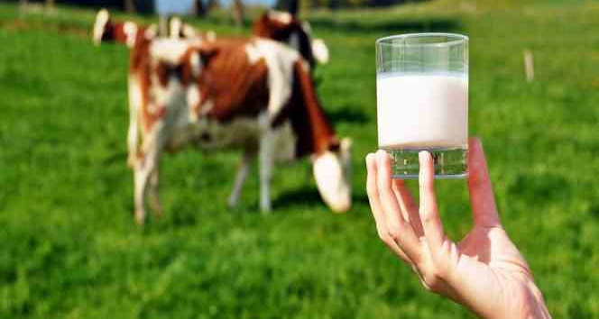 Ticari süt işletmelerince 892 bin 886 ton inek sütü toplandı