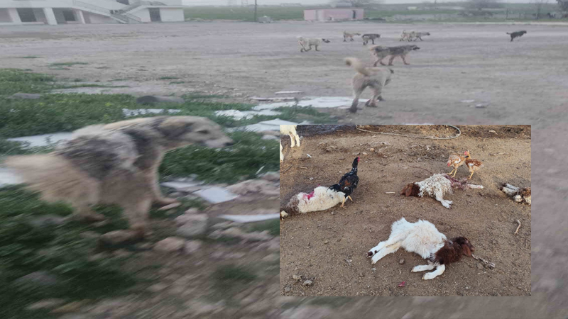 Şanlıurfa’da başıboş köpekler 33 kuzuyu telef etti