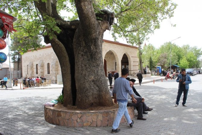 Şanlıurfa Kültür Kurulu 600 yıllık çınarı tescilledi