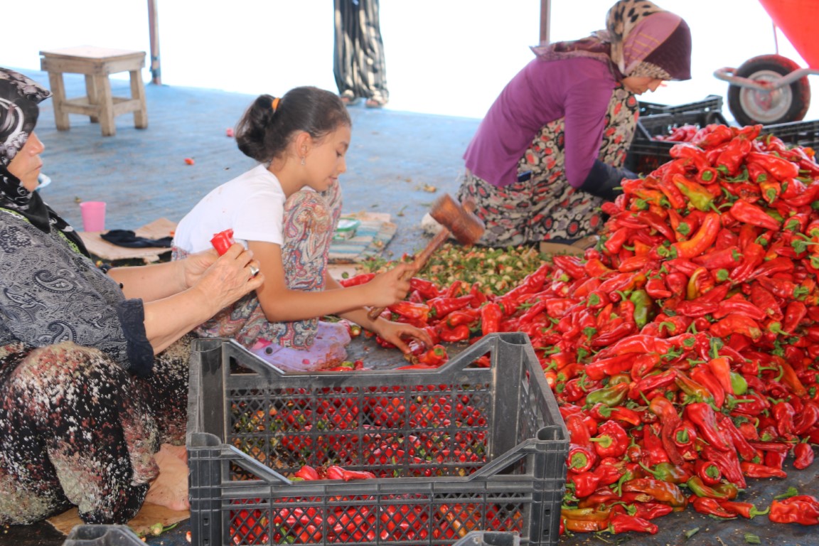 Şanlıurfa'da kırmızı biber fiyatları ne durumda?