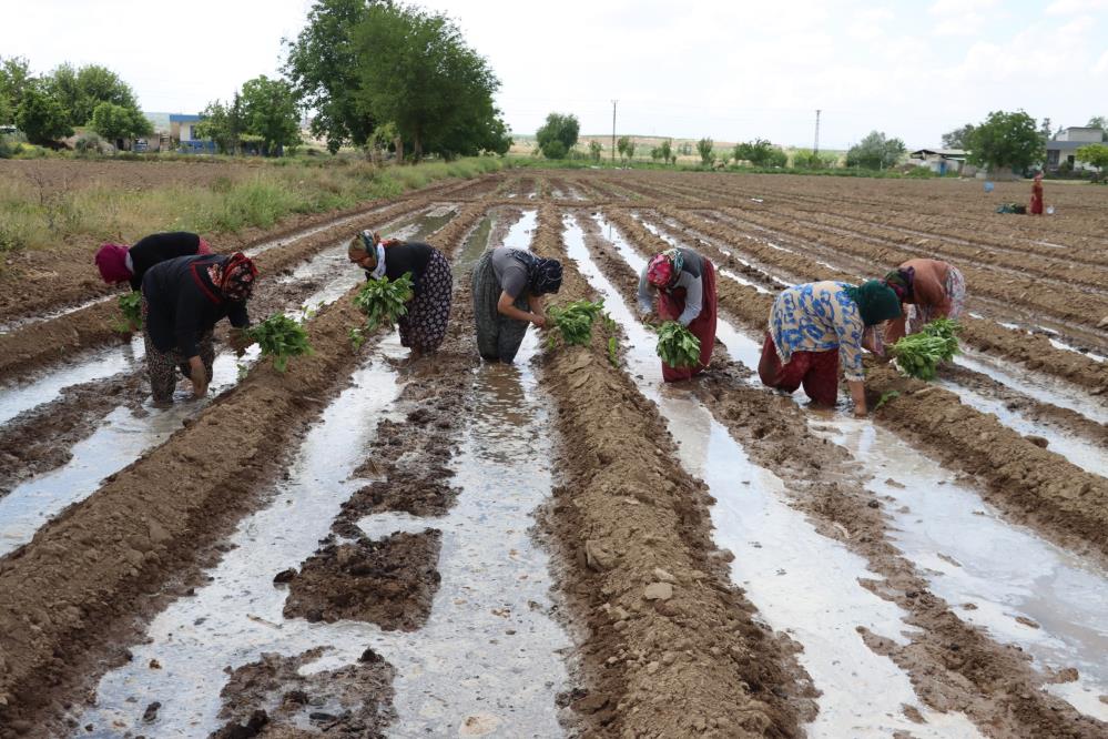 Tescilli Birecik Patlıcanda ekim zamanı