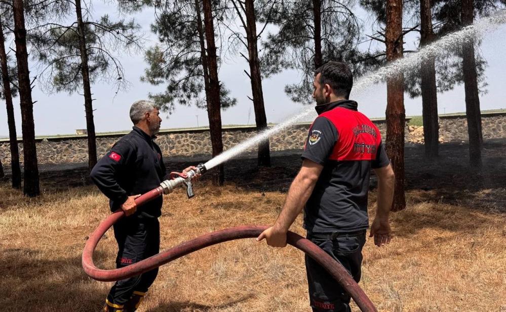 Ormanlık alandaki ağaçlar yandı