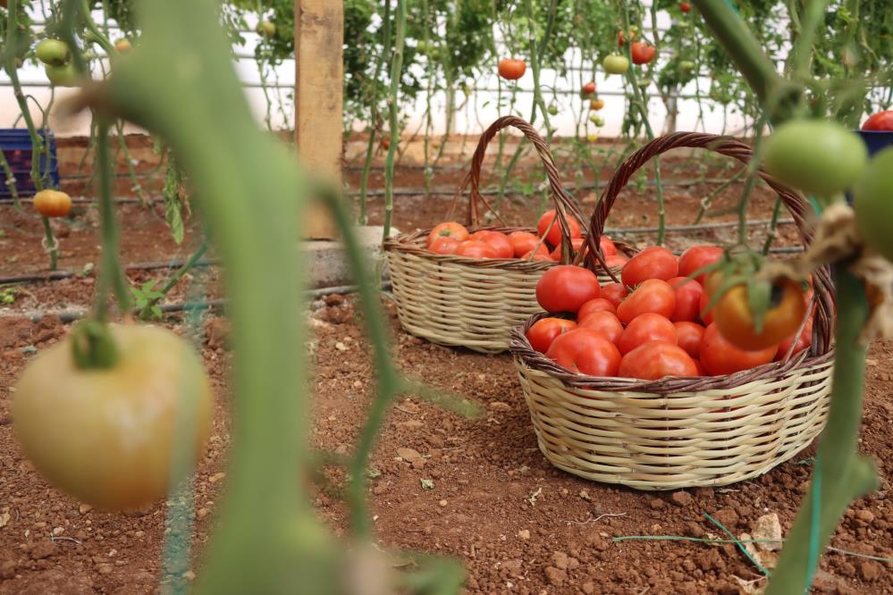 Şanlıurfa’nın Sebzeleri Hem Sofralık Hem Ekonomik Değer