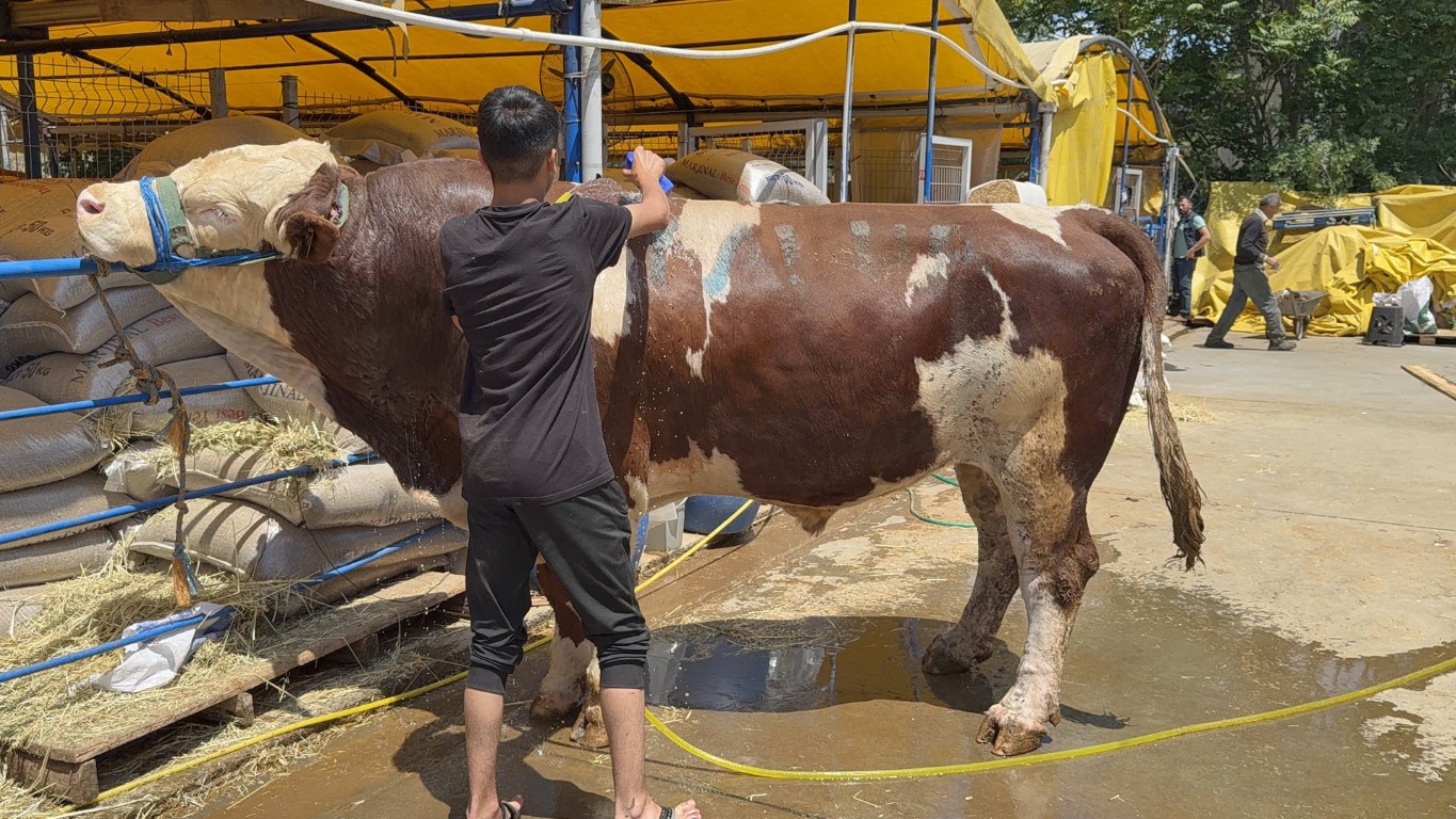 Kurban pazarının şampiyonu belli oldu