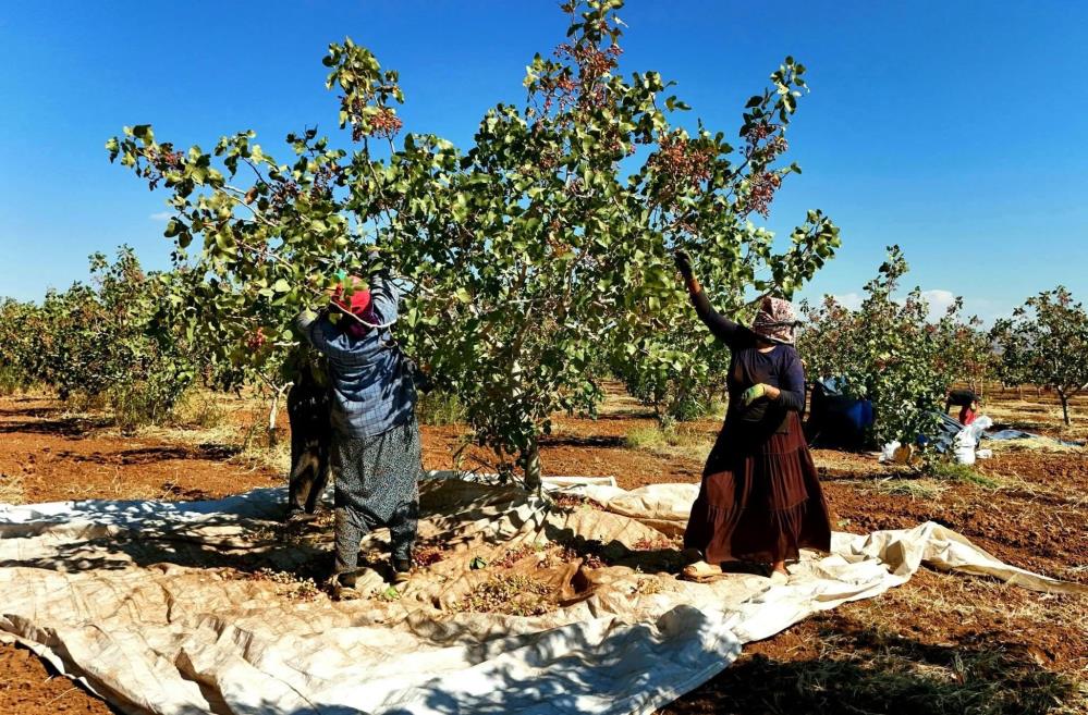 Şırnaklı Üreticiler Urfa’dan İlhamla Fıstığa Yöneldi