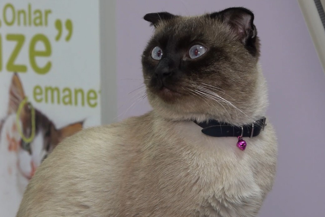 Evcil hayvan sahiplerine "mikroçip" uyarısı