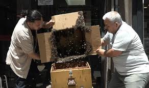 Binlerce arı iş merkezini bastı