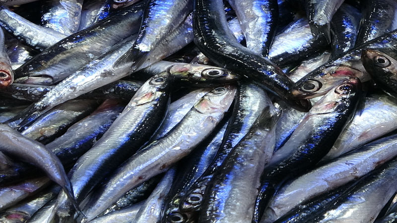 Seyyar Balıkçının Arabası Kırıldı, Hamsiler Yola Saçıldı