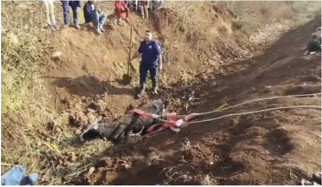 Tahliye kanalına düşen inek kurtarıldı