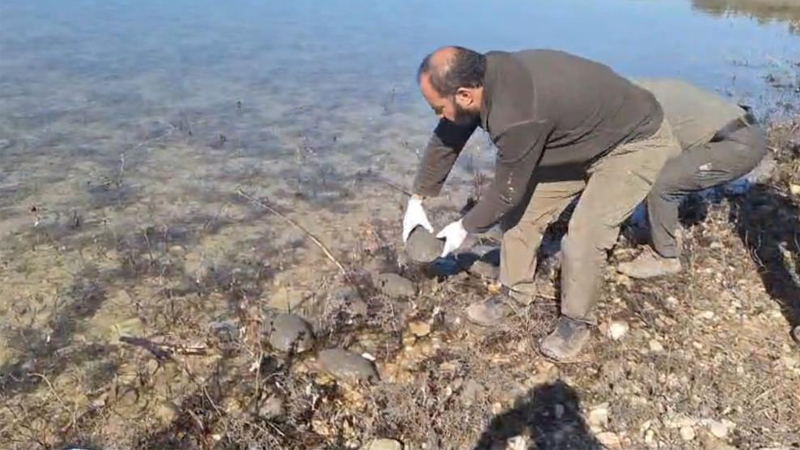 Şanlıurfa’da kurtarılan 500 kaplumbağa doğaya bırakıldı