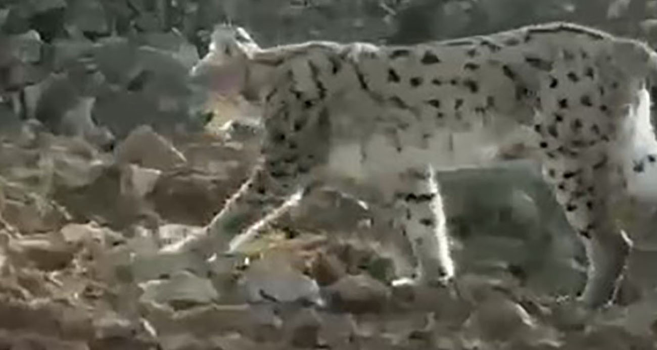 Koruma Altındaki Vaşak Doğada Görüntülendi