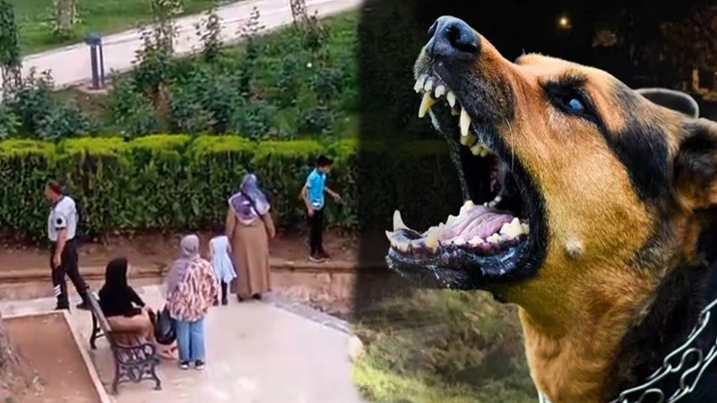Köpeklerden kaçan küçük çocuk korkudan balıklıgöl’e atladı