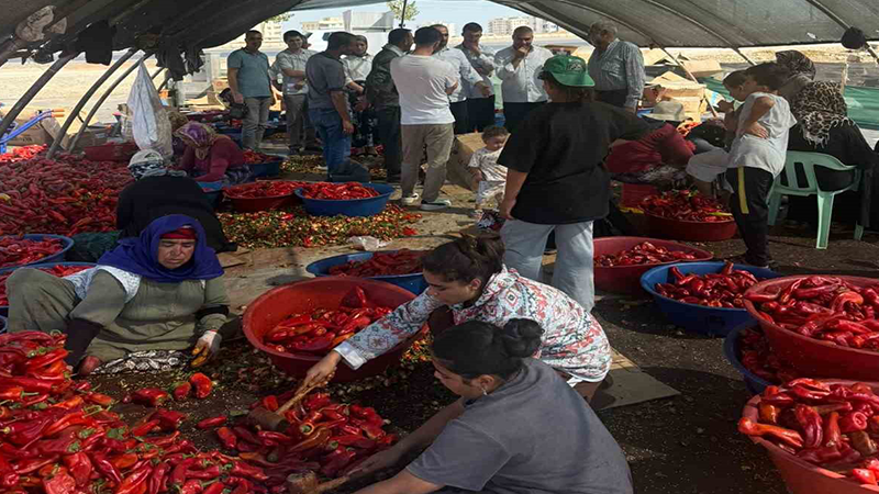 Şanlıurfa’da mevsimlik tarım işçilerine mobil sağlık hizmeti