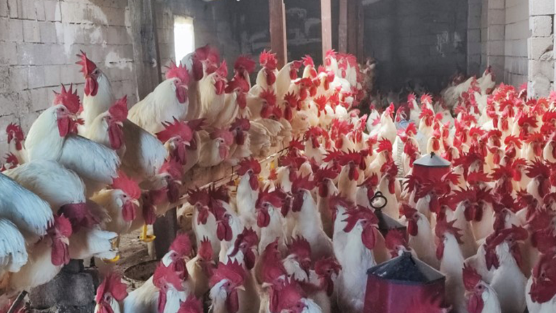 Hobiydi, iş oldu, 3 yılda 850 etlik horoz yetiştirdi