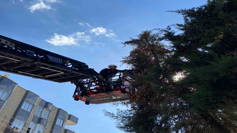 Şanlıurfa’da Ağaçta Mahsur Kalan Kedi Kurtarıldı