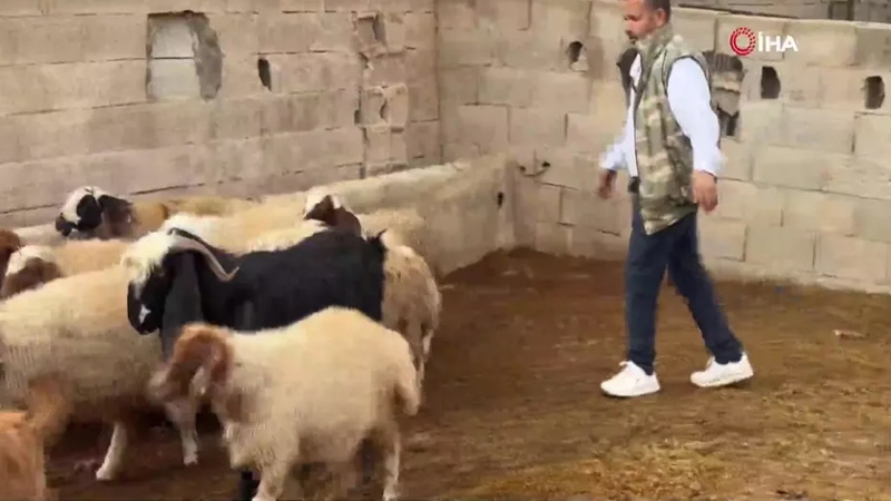 Şanlıurfa'da Başıboş Köpek Dehşeti