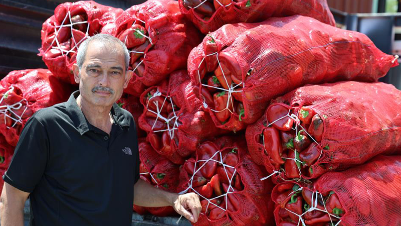 Birçok İlde Biber Salçası Telaşı Başladı