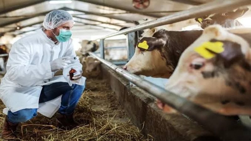 Bakanlık’tan Acil Yazı: 81 İlde Hayvan Pazarları Kapatıldı