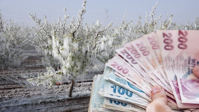 Zirai don mağduru çiftçilere destek müjdesi