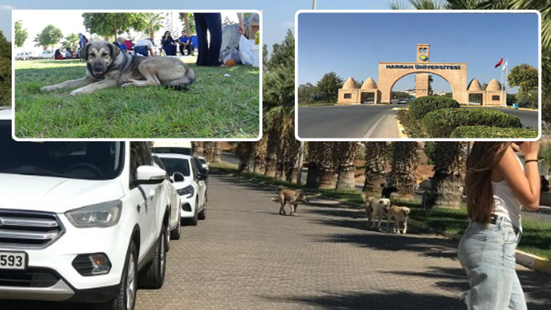 Sahipsiz köpekler Harran Üniversitesini mesken tuttu