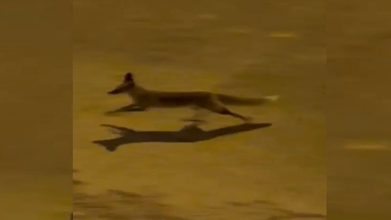 Şanlıurfa’da aç tilki kent merkezine indi