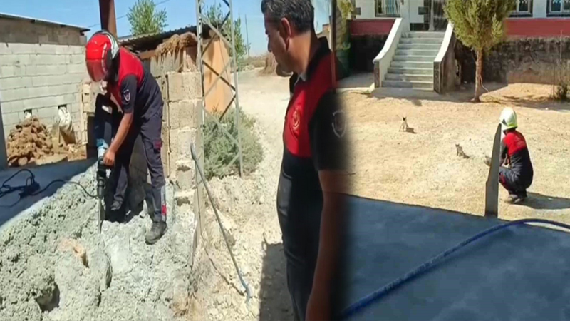 Şanlıurfa’da betonun altında kedi operasyonu