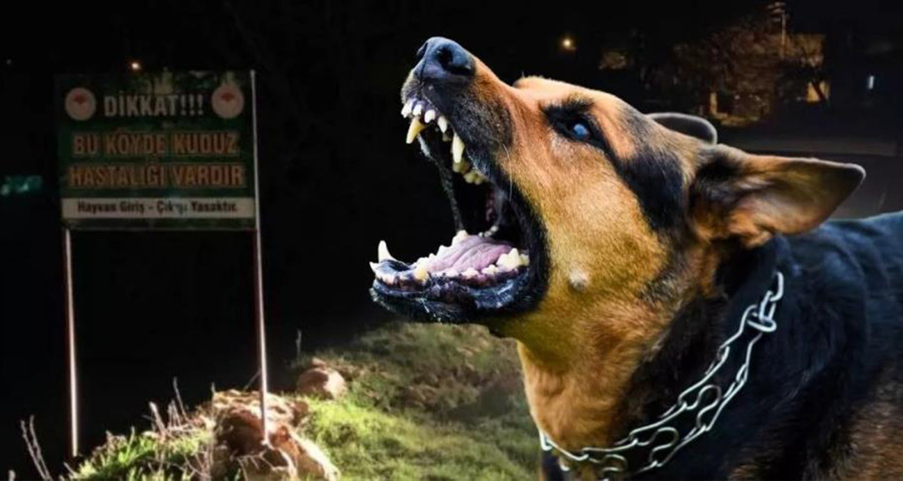 Sokak köpekleri faciaya neden oluyordu