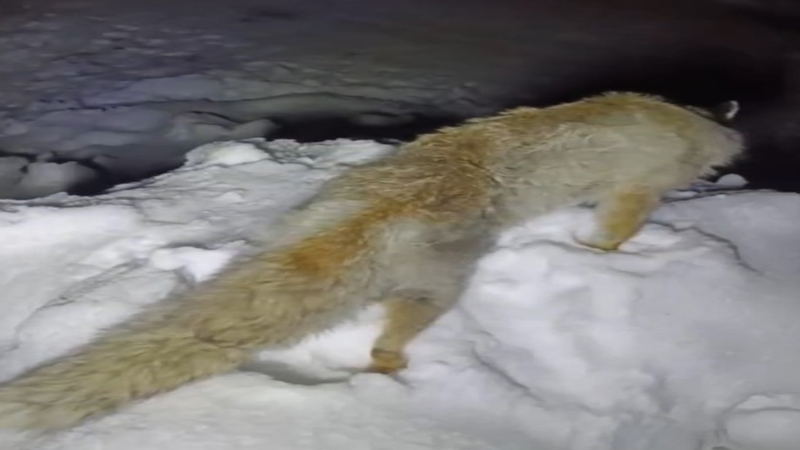 Soğuk, Yaban Hayatını da Vurdu