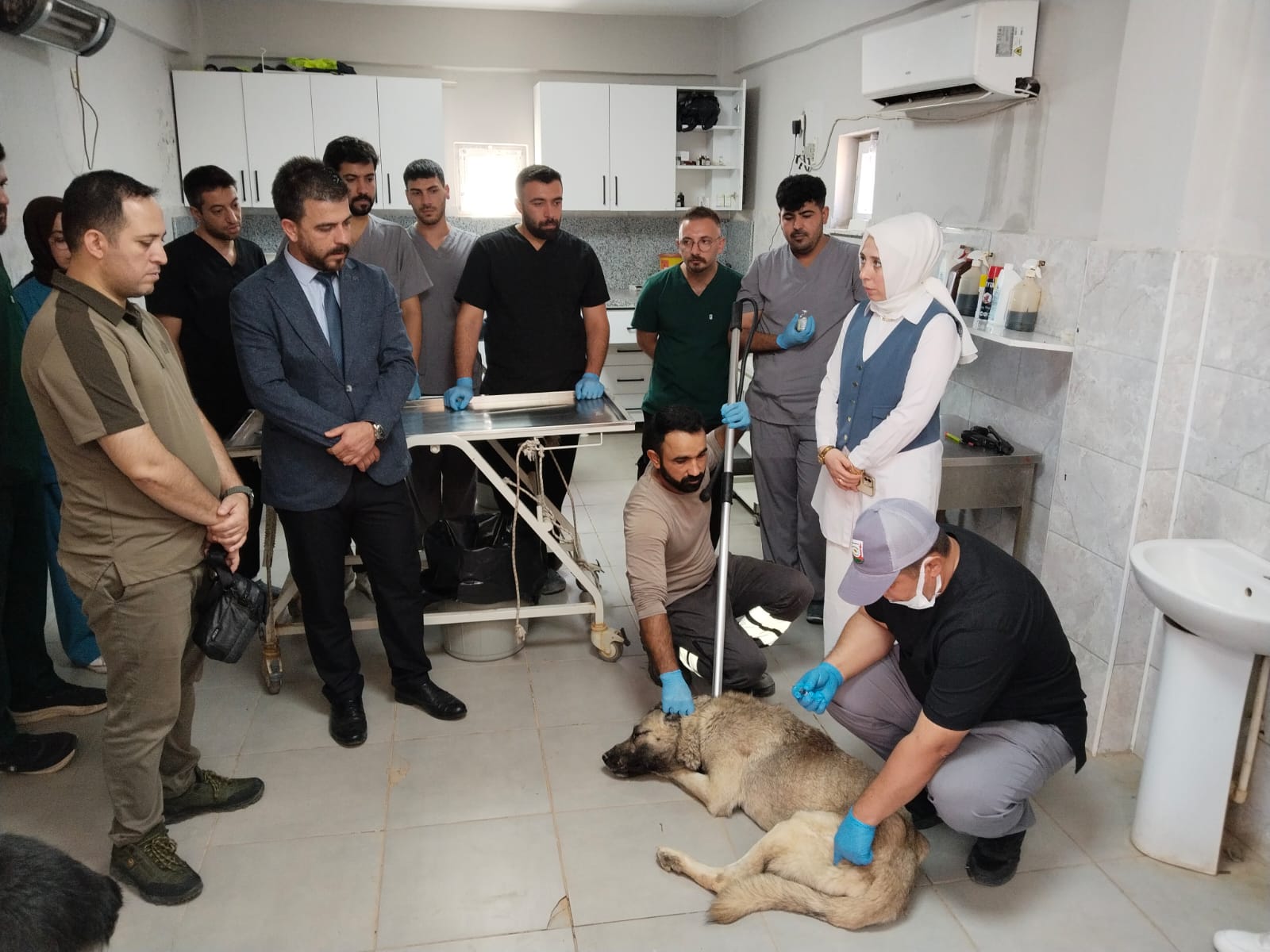 Sahipsiz Hayvanlar İle İlgili Çalışmalar Devam Edıyor
