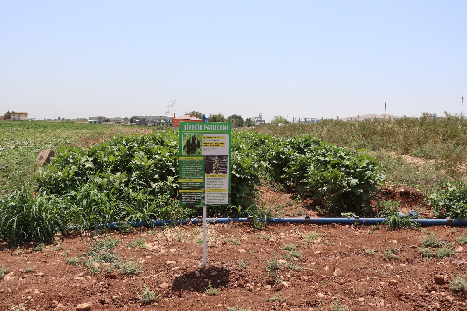 Şanlıurfa'da Ata Tohumlarıyla Yerel Üretimi Güçlendiriyor